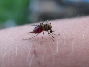 Insektenspray