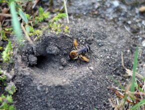 Eine Wildbiene auf sandigem Untergrund