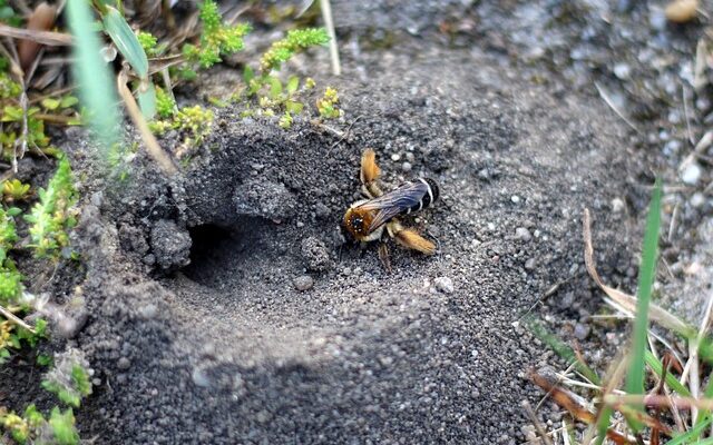 Eine Wildbiene auf sandigem Untergrund