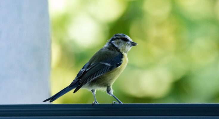 Eine Meise, die vor einer Fensterscheibe sitzt, vor einem grünen Hintergrund.