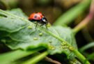 Ein Blatt mit Blattläusen und einem Marienkäfer