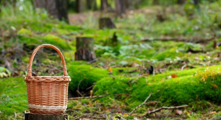 Links vorn steht ein kleiner geflochtener Korb auf einem Baumstumpf. Im Hintergrund sieht man Wald mit mossbedecktem Boden.