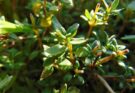Frischer Thymian am Strauch