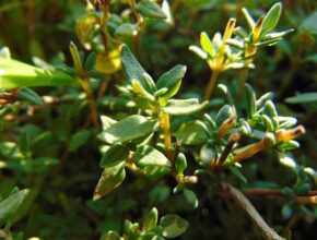 Frischer Thymian am Strauch