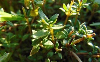 Frischer Thymian am Strauch