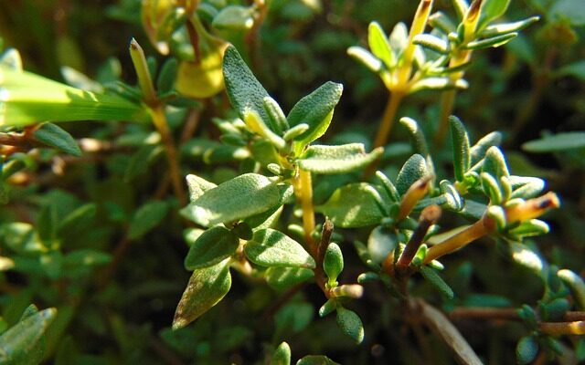 Frischer Thymian am Strauch