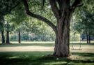 Ein dicker Baum in einem Park. An ihm hängt eine Schaukel.
