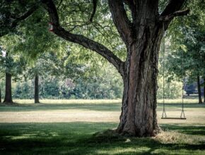 Ein dicker Baum in einem Park. An ihm hängt eine Schaukel.