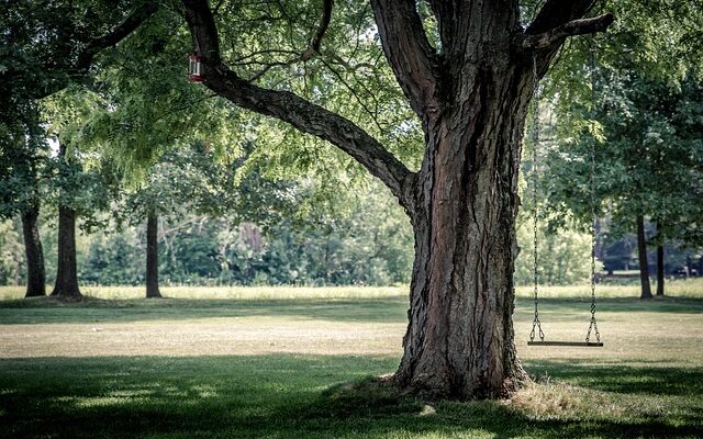 Ein dicker Baum in einem Park. An ihm hängt eine Schaukel.