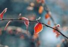 Checkliste vor dem Frost: Was du jetzt noch erledigen solltest