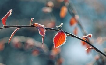 Ein Zweig mit roten Blättern und leichtem Frost daran.