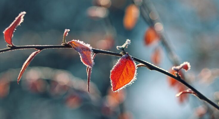 Ein Zweig mit roten Blättern und leichtem Frost daran.
