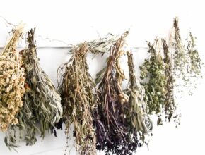 Verschiedene getrocknete Kräuterbündel, die an einer Schnur aufgehängt sind.