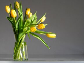 Tulpen